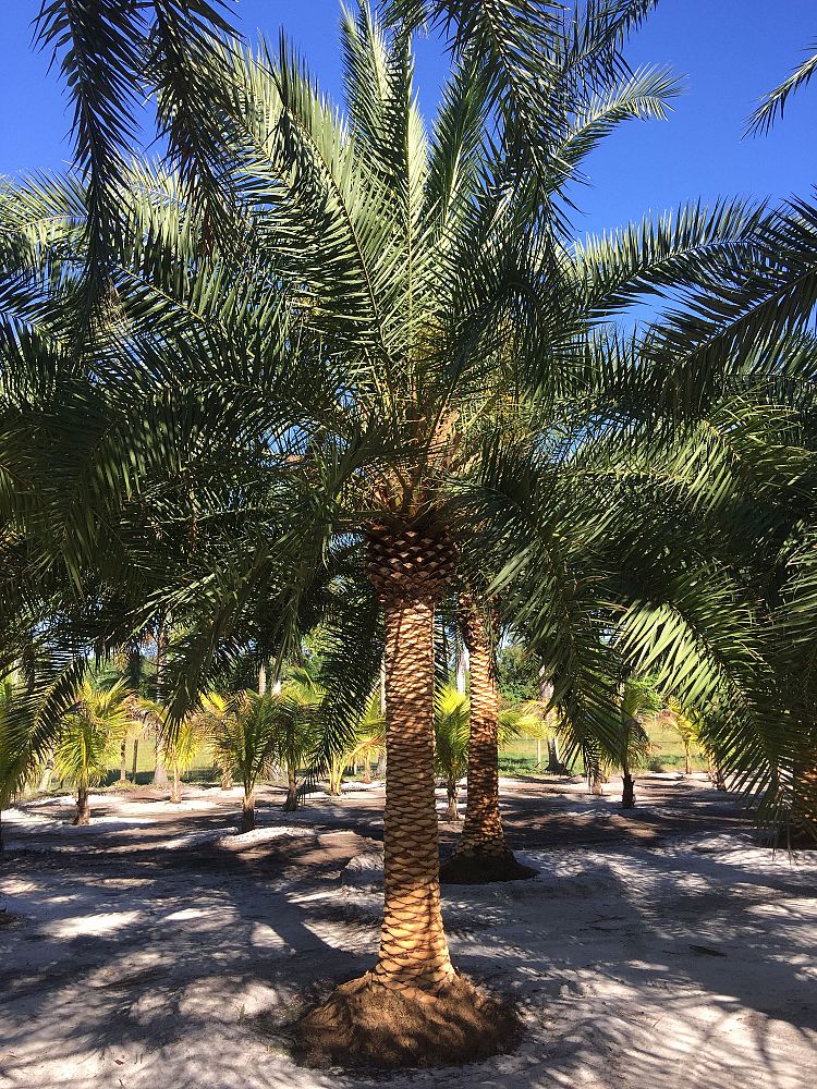 phoenix-canariensis-x-roebelenii-date-palm-hybrid-canary-x-roebelenii