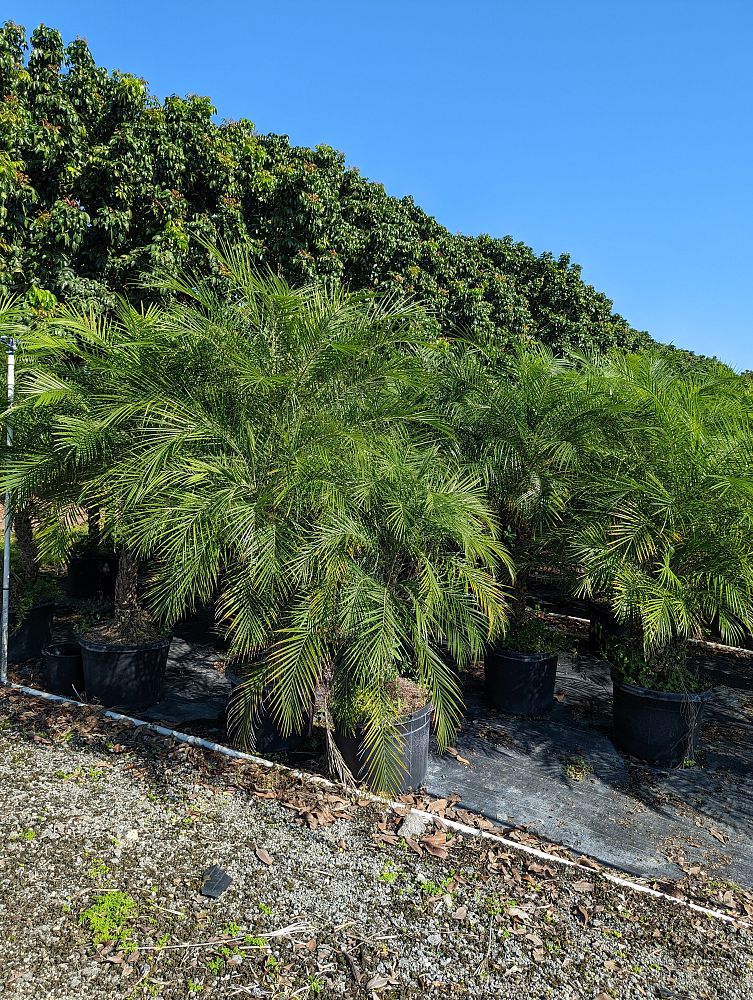 phoenix-canariensis-x-roebelenii-date-palm-hybrid-canary-x-roebelenii