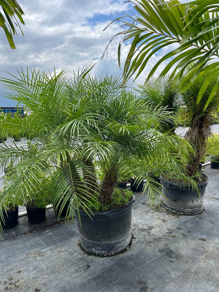 phoenix-canariensis-x-roebelenii-date-palm-hybrid-canary-x-roebelenii
