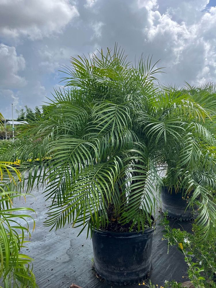 phoenix-canariensis-x-roebelenii-date-palm-hybrid-canary-x-roebelenii