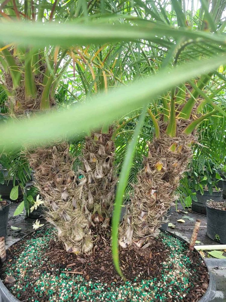 phoenix-canariensis-x-roebelenii-date-palm-hybrid-canary-x-roebelenii