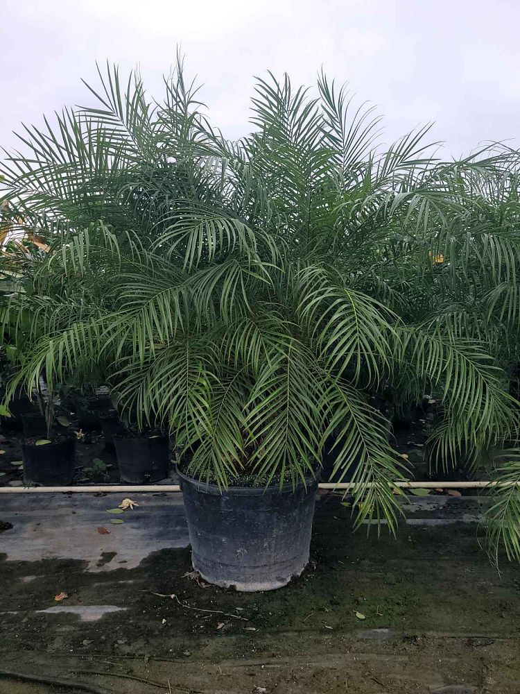 phoenix-canariensis-x-roebelenii-date-palm-hybrid-canary-x-roebelenii