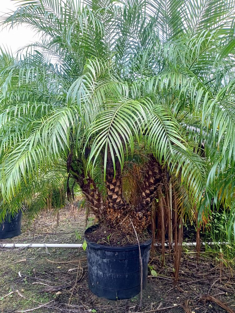 phoenix-canariensis-x-roebelenii-date-palm-hybrid-canary-x-roebelenii