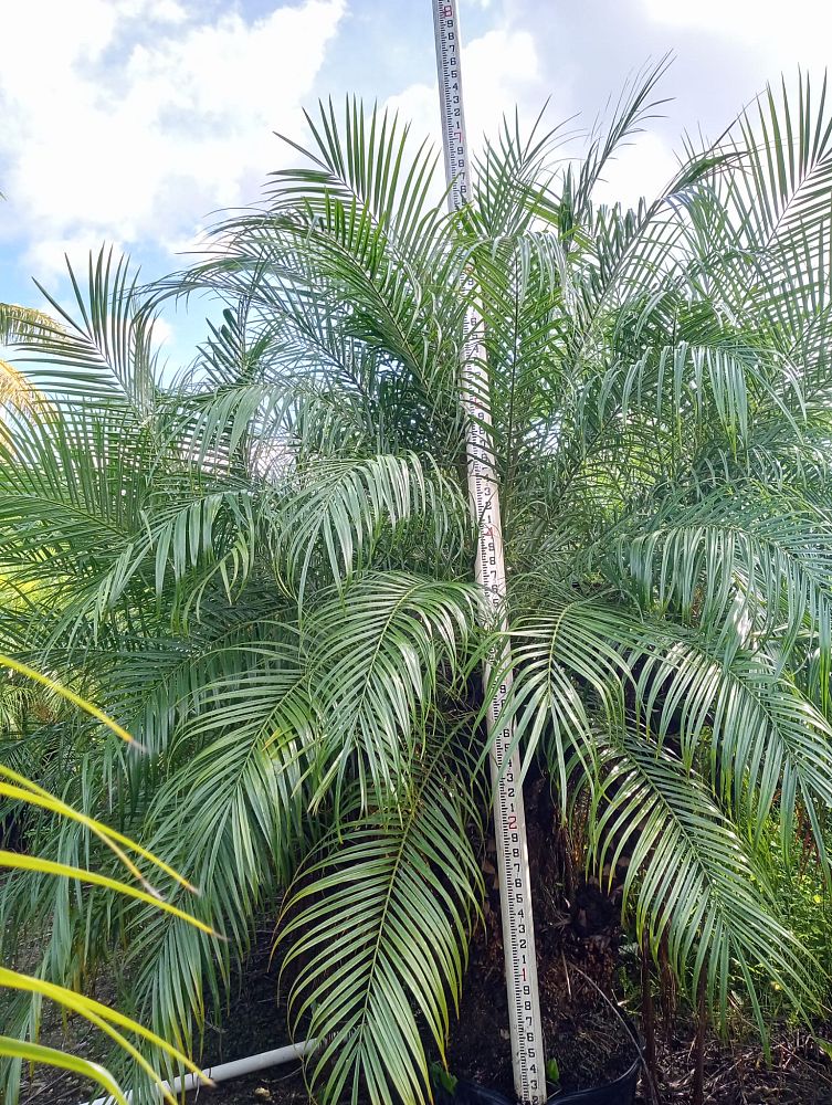 phoenix-canariensis-x-roebelenii-date-palm-hybrid-canary-x-roebelenii