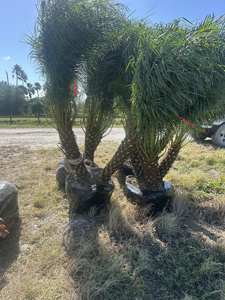 phoenix-canariensis-x-roebelenii-date-palm-hybrid-canary-x-roebelenii