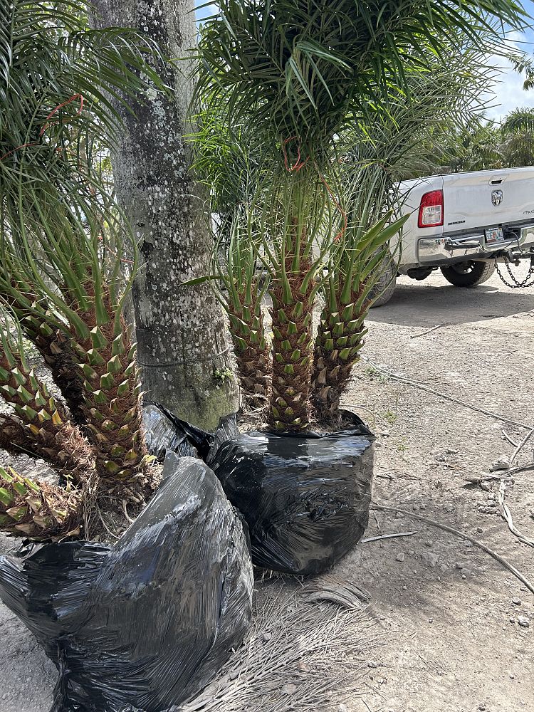 phoenix-canariensis-x-roebelenii-date-palm-hybrid-canary-x-roebelenii