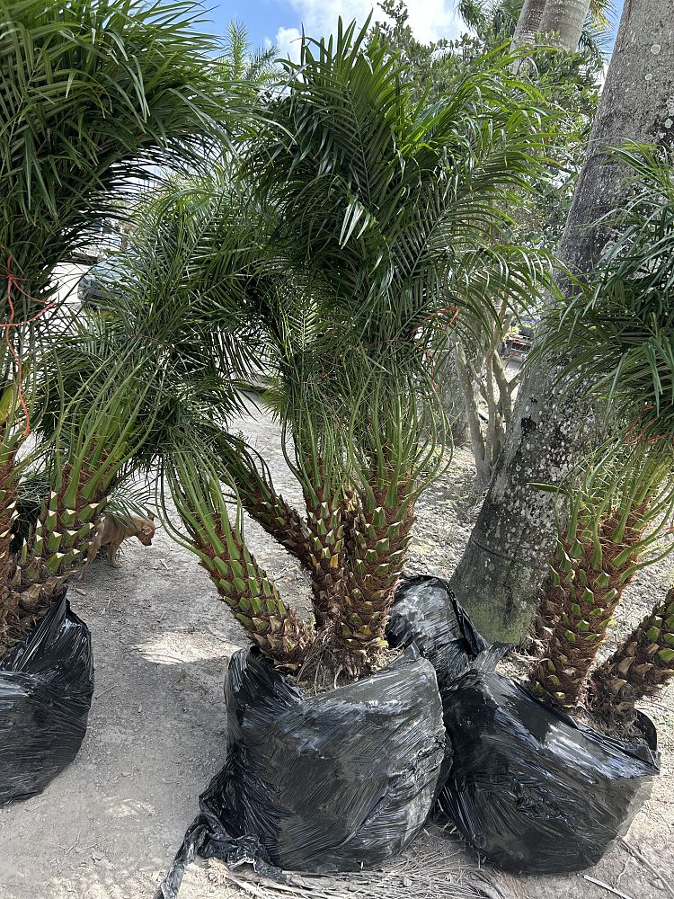 phoenix-canariensis-x-roebelenii-date-palm-hybrid-canary-x-roebelenii