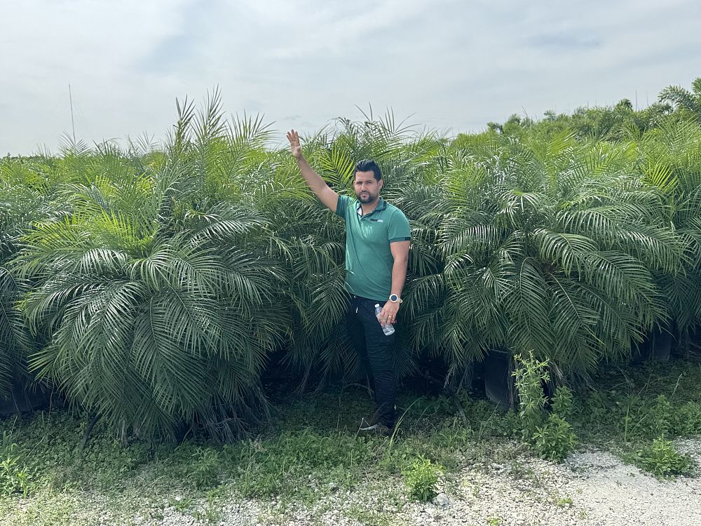 phoenix-canariensis-x-roebelenii-date-palm-hybrid-canary-x-roebelenii