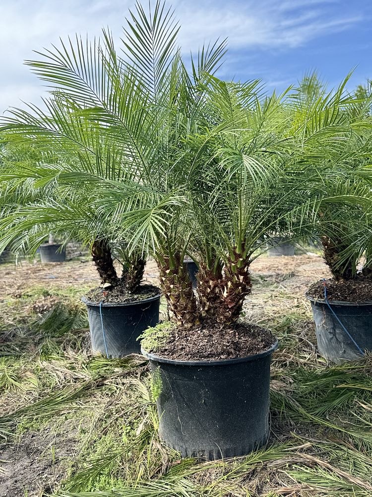 phoenix-canariensis-x-roebelenii-date-palm-hybrid-canary-x-roebelenii
