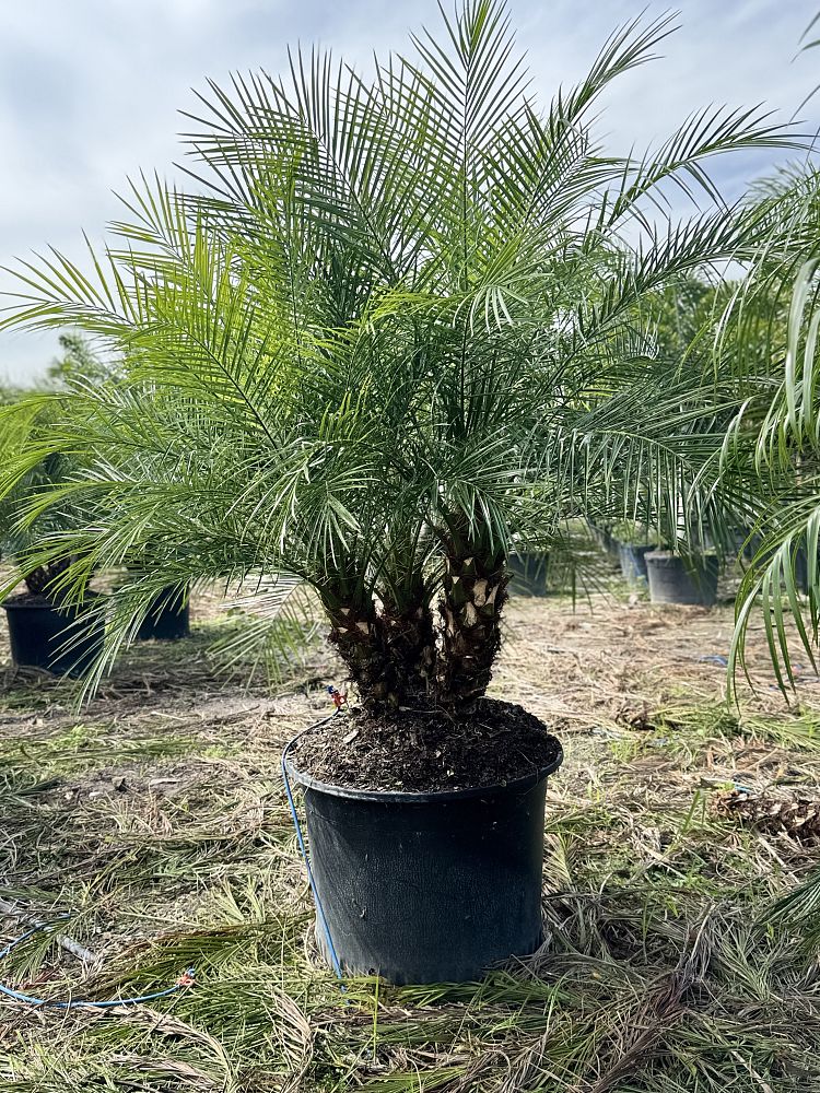 phoenix-canariensis-x-roebelenii-date-palm-hybrid-canary-x-roebelenii