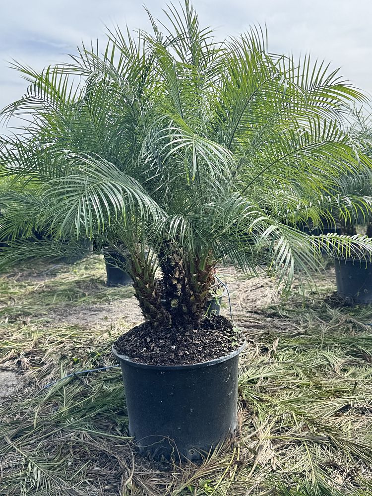 phoenix-canariensis-x-roebelenii-date-palm-hybrid-canary-x-roebelenii