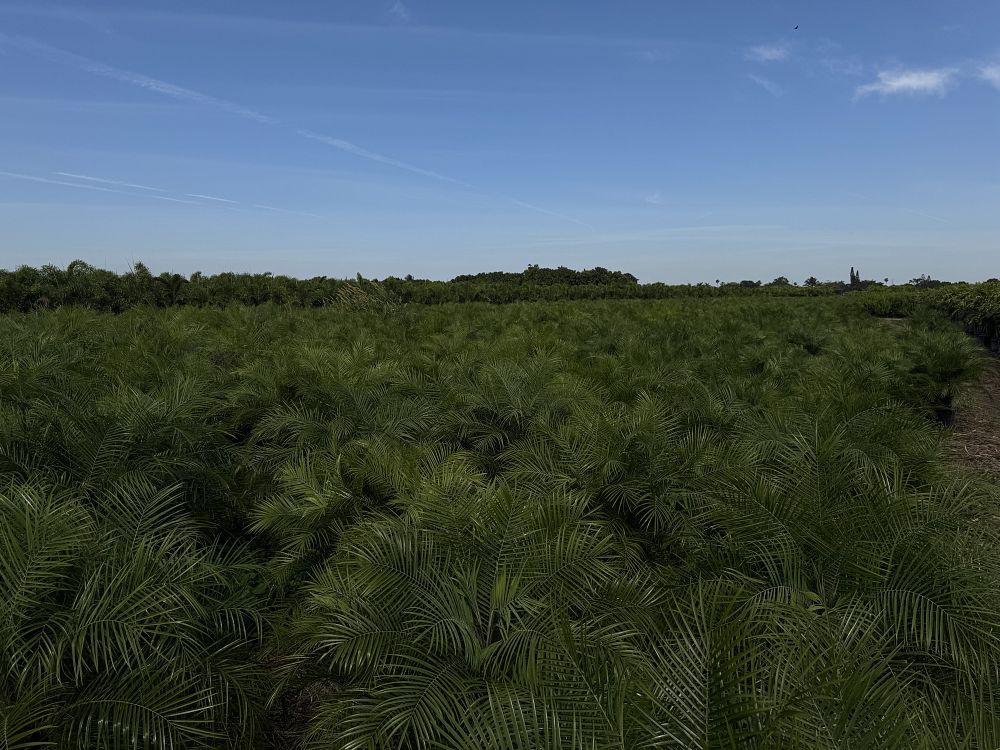 phoenix-canariensis-x-roebelenii-date-palm-hybrid-canary-x-roebelenii
