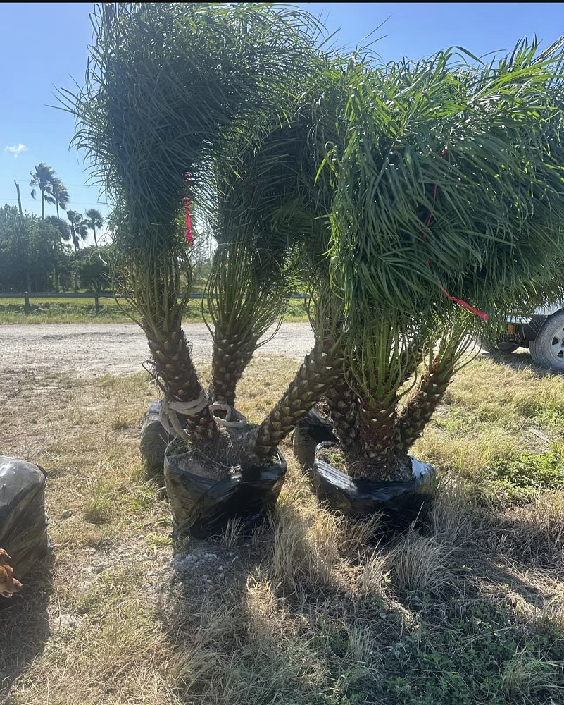 phoenix-canariensis-x-roebelenii-date-palm-hybrid-canary-x-roebelenii