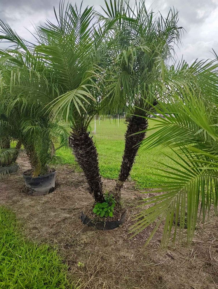 phoenix-canariensis-x-roebelenii-date-palm-hybrid-canary-x-roebelenii
