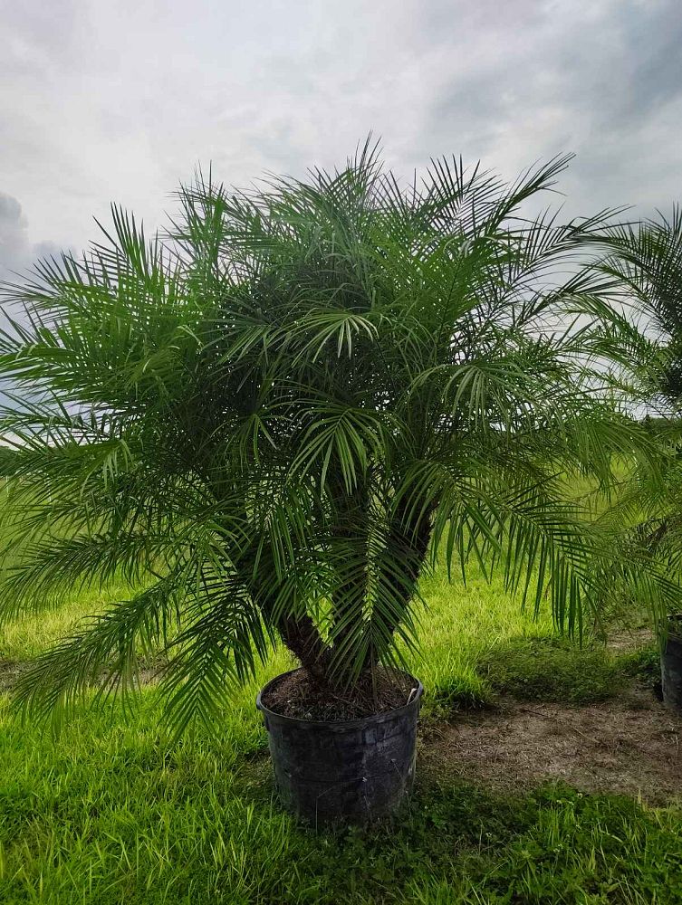 phoenix-canariensis-x-roebelenii-date-palm-hybrid-canary-x-roebelenii