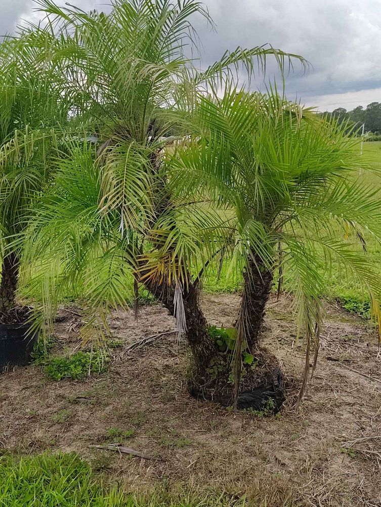 phoenix-canariensis-x-roebelenii-date-palm-hybrid-canary-x-roebelenii