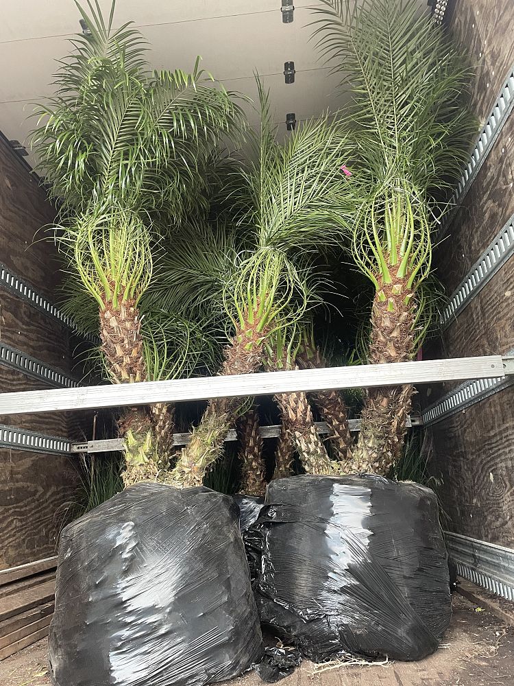phoenix-canariensis-x-roebelenii-date-palm-hybrid-canary-x-roebelenii