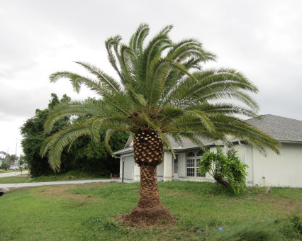 phoenix-canariensis-x-sylvestris-date-palm-hybrid-sylvester-x-canary