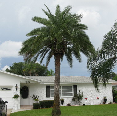 phoenix-canariensis-x-sylvestris-date-palm-hybrid-sylvester-x-canary