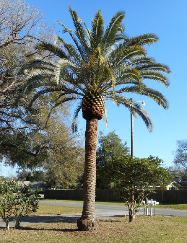 phoenix-canariensis-x-sylvestris-date-palm-hybrid-sylvester-x-canary