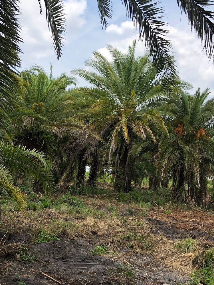 phoenix-canariensis-x-sylvestris-date-palm-hybrid-sylvester-x-canary