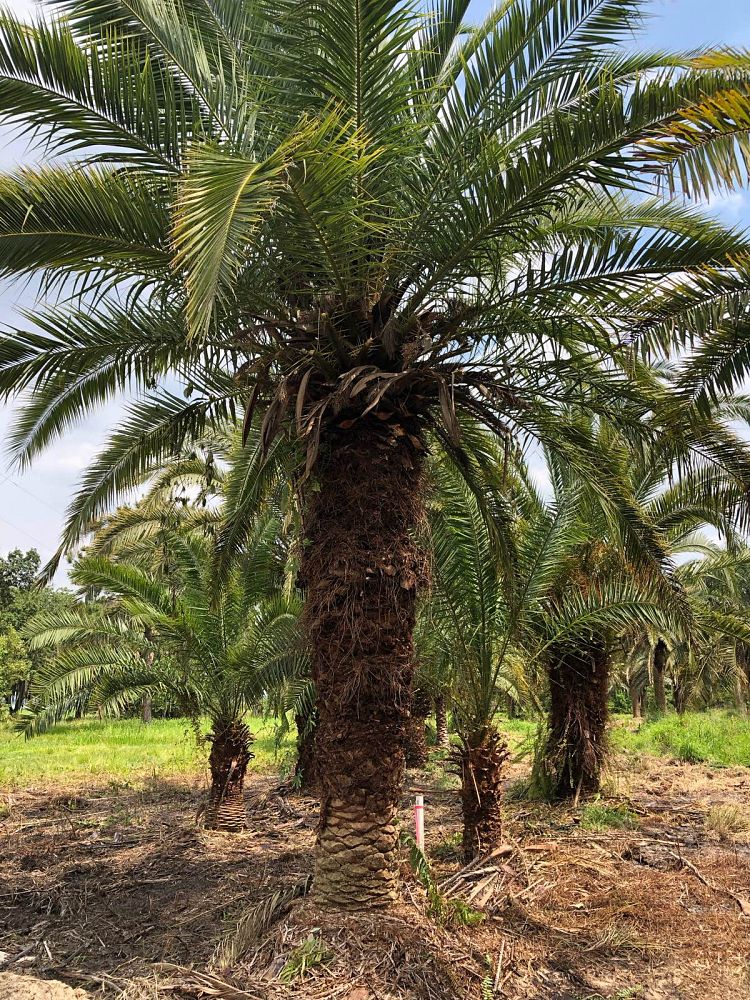 phoenix-canariensis-x-sylvestris-date-palm-hybrid-sylvester-x-canary