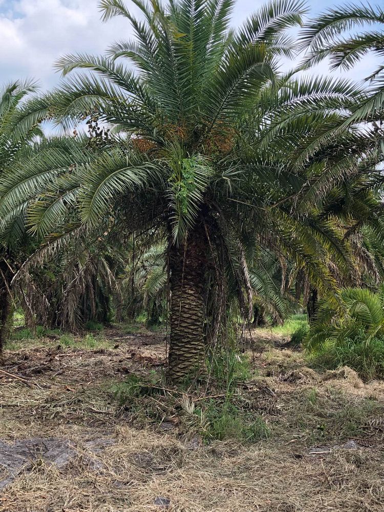 phoenix-canariensis-x-sylvestris-date-palm-hybrid-sylvester-x-canary