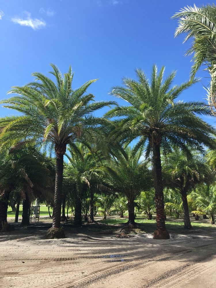 phoenix-canariensis-x-sylvestris-date-palm-hybrid-sylvester-x-canary