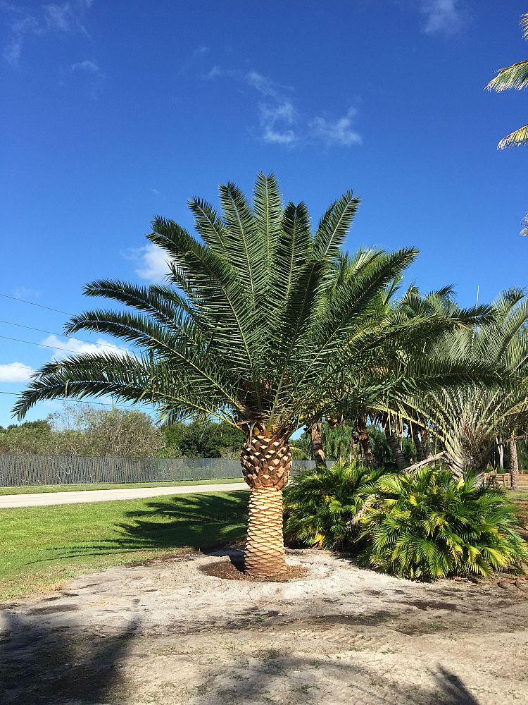 phoenix-canariensis-x-sylvestris-date-palm-hybrid-sylvester-x-canary