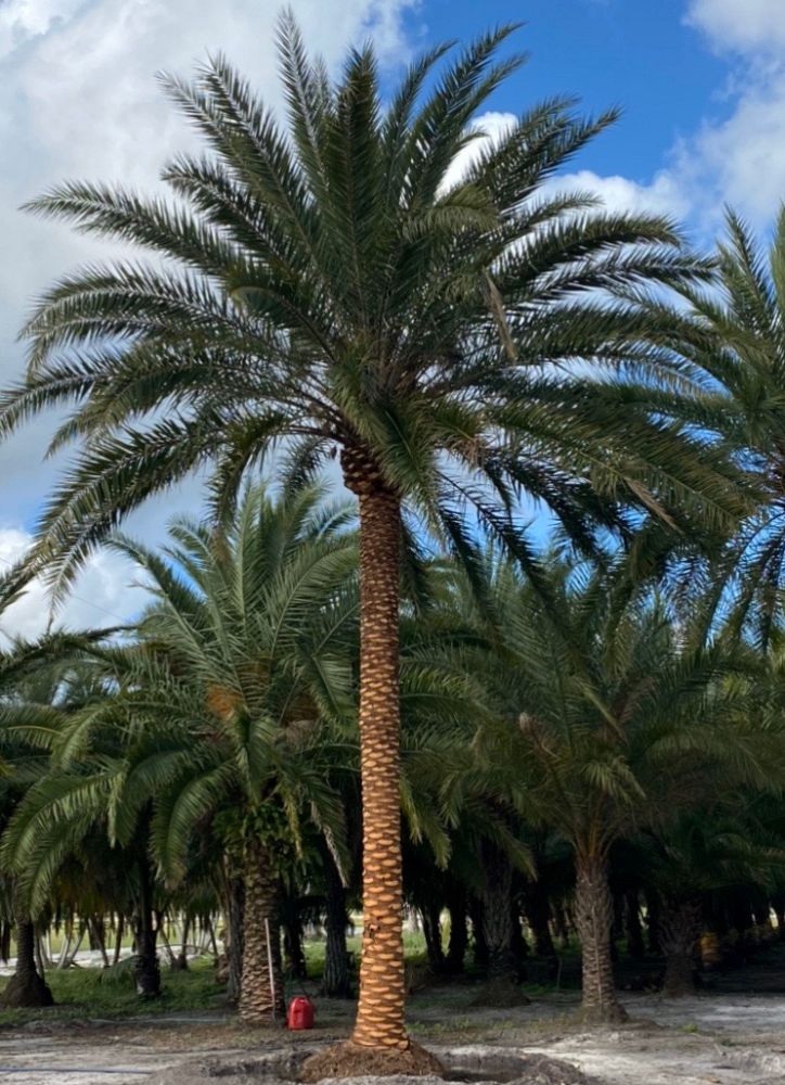 phoenix-canariensis-x-sylvestris-date-palm-hybrid-sylvester-x-canary