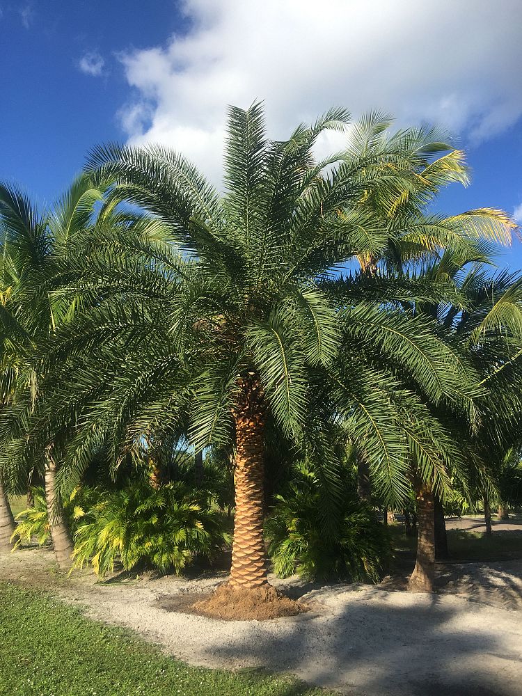phoenix-canariensis-x-sylvestris-date-palm-hybrid-sylvester-x-canary