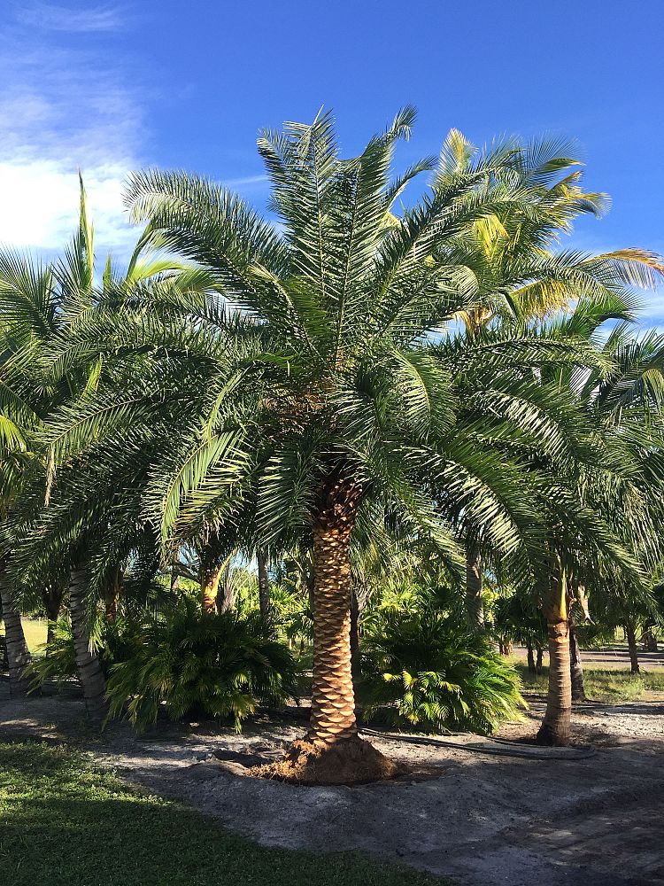 phoenix-canariensis-x-sylvestris-date-palm-hybrid-sylvester-x-canary