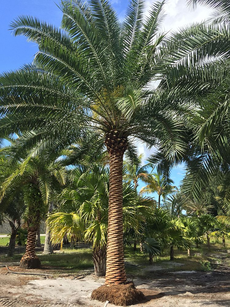 phoenix-canariensis-x-sylvestris-date-palm-hybrid-sylvester-x-canary
