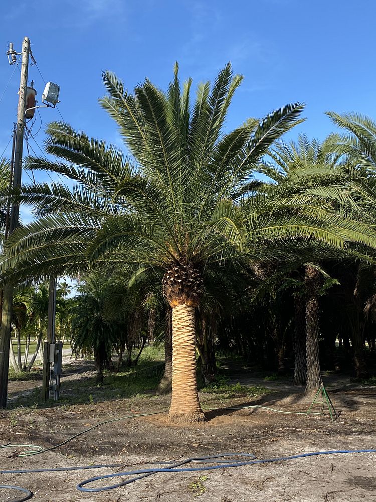 phoenix-canariensis-x-sylvestris-date-palm-hybrid-sylvester-x-canary