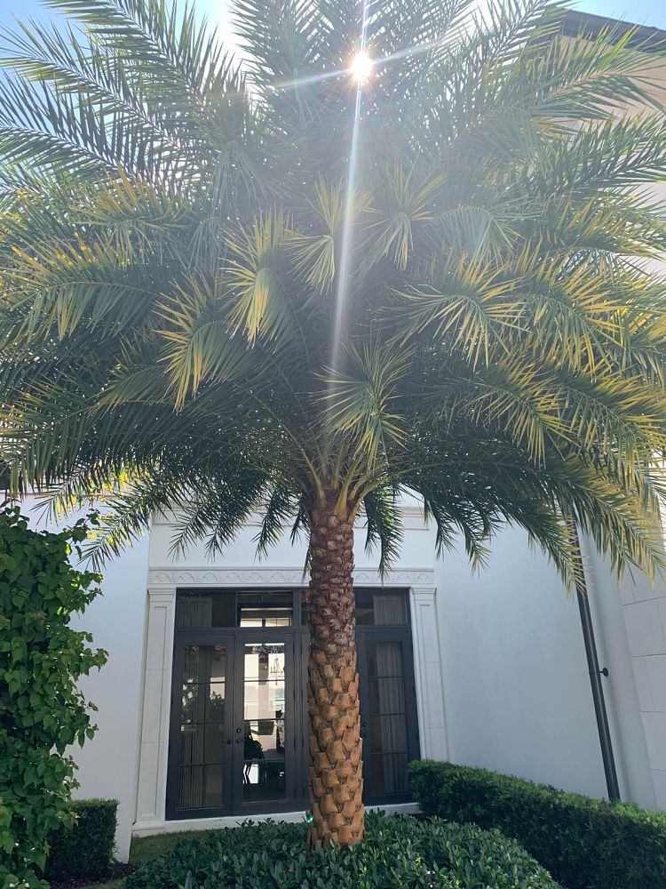 phoenix-canariensis-x-sylvestris-date-palm-hybrid-sylvester-x-canary