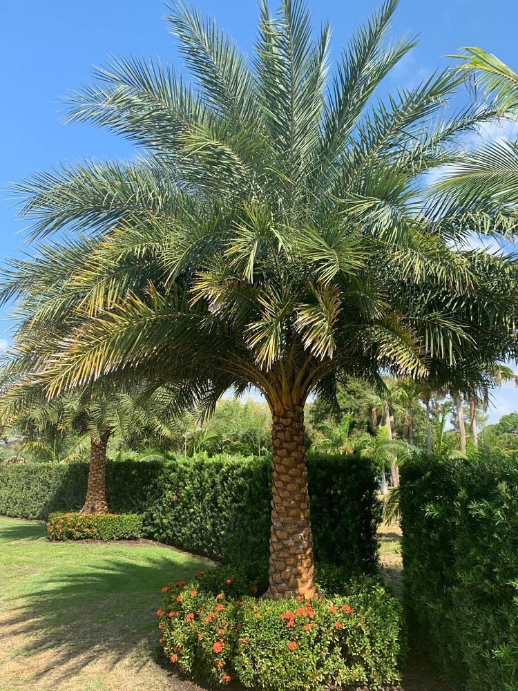 phoenix-canariensis-x-sylvestris-date-palm-hybrid-sylvester-x-canary