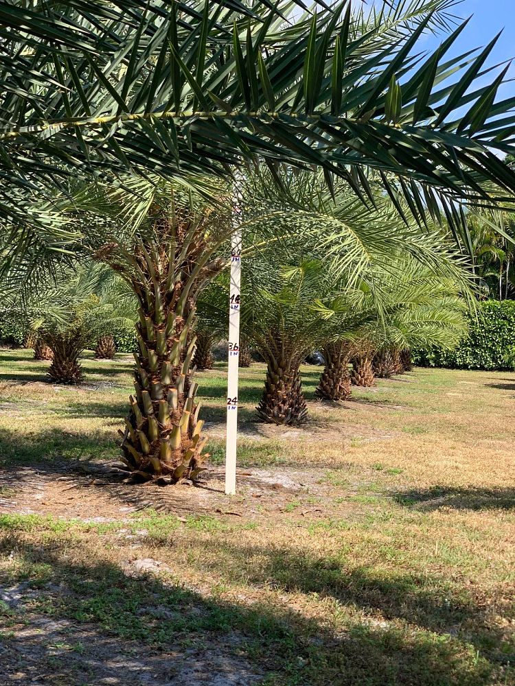 phoenix-canariensis-x-sylvestris-date-palm-hybrid-sylvester-x-canary