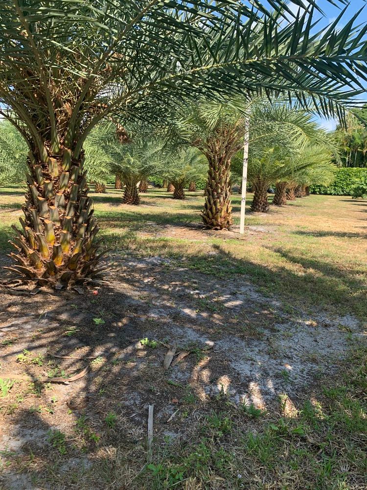 phoenix-canariensis-x-sylvestris-date-palm-hybrid-sylvester-x-canary