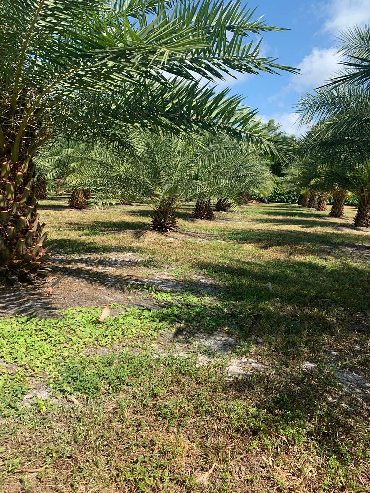phoenix-canariensis-x-sylvestris-date-palm-hybrid-sylvester-x-canary
