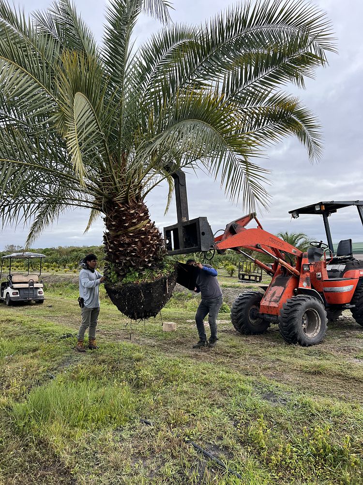 phoenix-canariensis-x-sylvestris-date-palm-hybrid-sylvester-x-canary