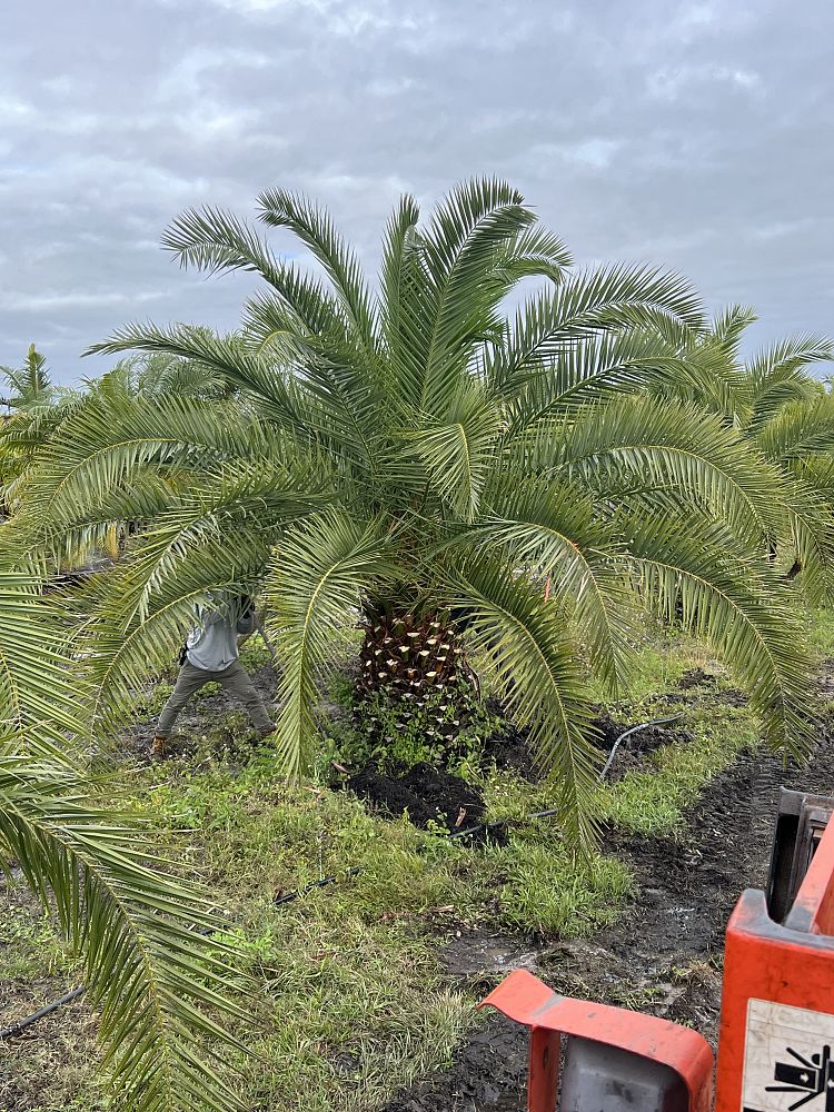 phoenix-canariensis-x-sylvestris-date-palm-hybrid-sylvester-x-canary