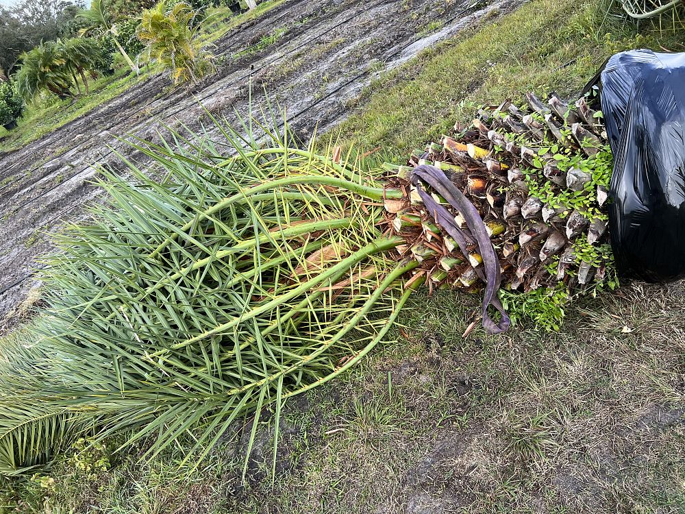 phoenix-canariensis-x-sylvestris-date-palm-hybrid-sylvester-x-canary