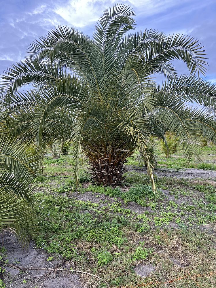 phoenix-canariensis-x-sylvestris-date-palm-hybrid-sylvester-x-canary