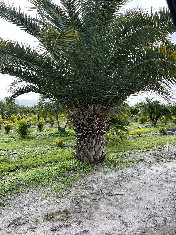 phoenix-canariensis-x-sylvestris-date-palm-hybrid-sylvester-x-canary