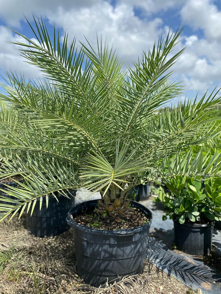 phoenix-canariensis-x-sylvestris-date-palm-hybrid-sylvester-x-canary