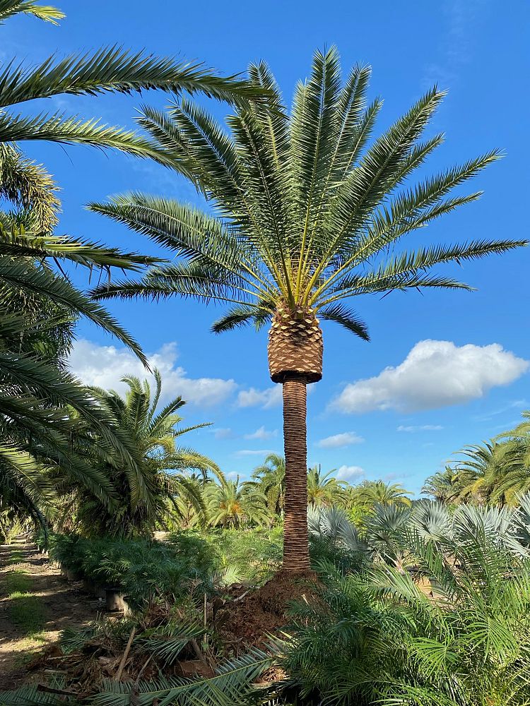 phoenix-canariensis-x-sylvestris-date-palm-hybrid-sylvester-x-canary