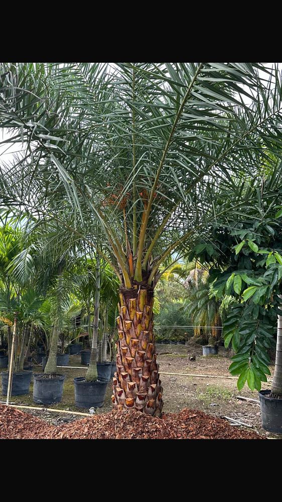 phoenix-canariensis-x-sylvestris-date-palm-hybrid-sylvester-x-canary