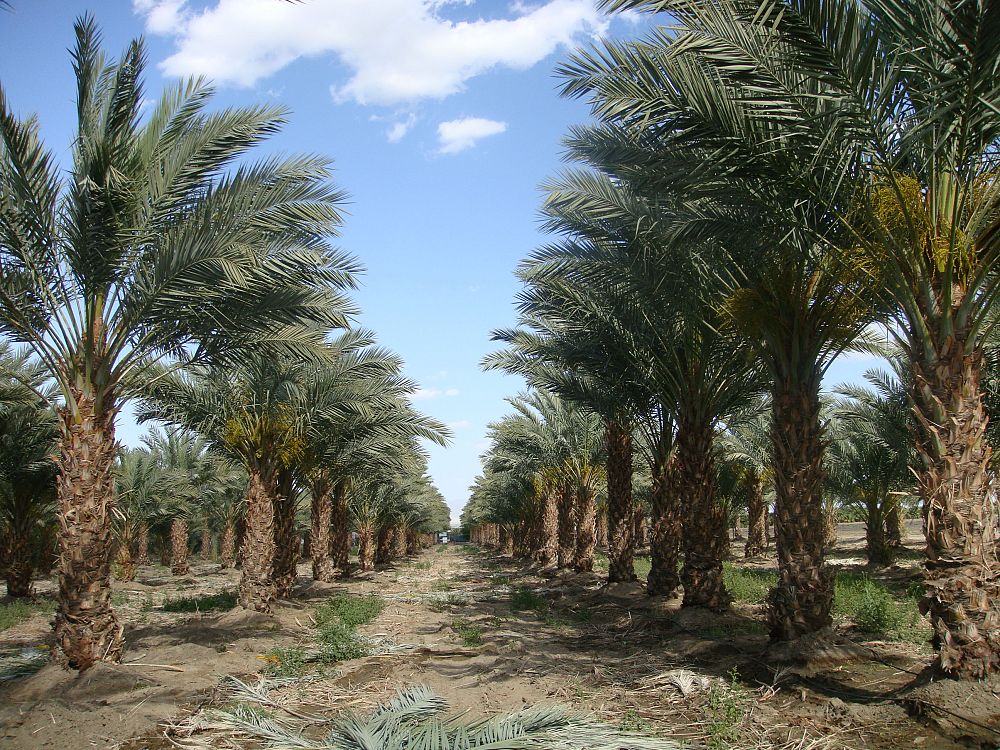 phoenix-dactylifera-date-palm