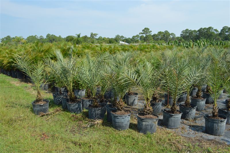 phoenix-dactylifera-date-palm
