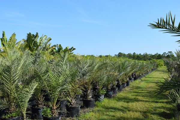phoenix-dactylifera-date-palm